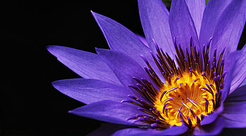 Water Lilies Macro graphy, water-lilies, flowers, graphy, macro, purple HD wallpaper