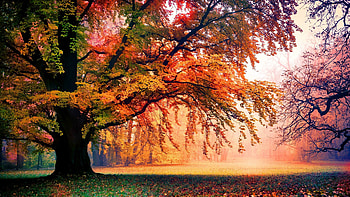 Autumn trees, , Fall foliage, Seasonal beauty HD wallpaper