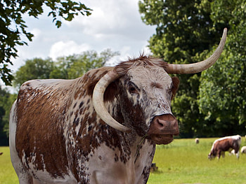 HORN COWS, cow, horns, look, mooooooooo HD wallpaper