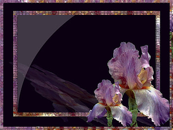 Purple-Iris, purple, flower HD wallpaper