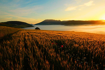 Nature, Grass, Autumn, Poppies, Field, Evening, It's A Sly, Withered HD wallpaper