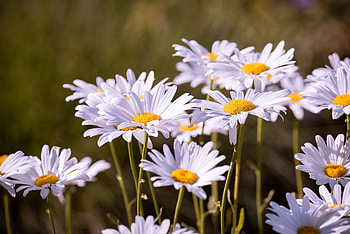 Flowers, Camomile, Petals HD wallpaper