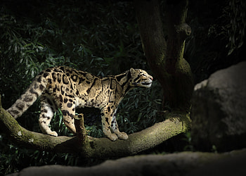 Leopard Silent Walk , leopard, animals HD wallpaper