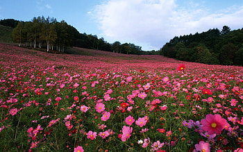 Nature, Flowers, Grass, Sky, Field HD wallpaper
