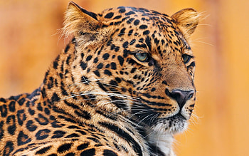 Animals, Leopard, Muzzle, Spotted, Spotty, Sight, Opinion HD wallpaper
