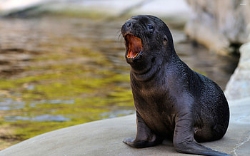 Baby, Sea Lions HD wallpaper