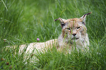 Animals, Grass, Iris, Muzzle, Big Cat, Sight, Opinion, Animal HD wallpaper