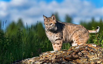 Lynx, animal, cat, nature HD wallpaper