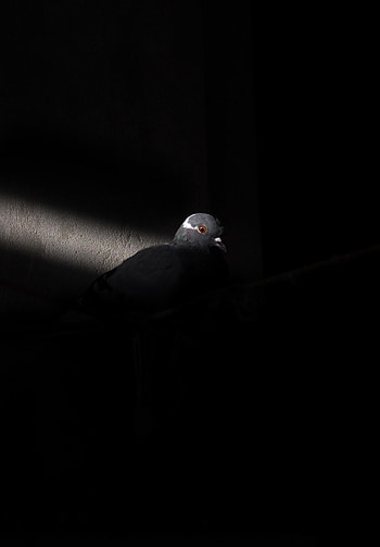 Animals, Shine, Light, Bird, Dove HD phone wallpaper