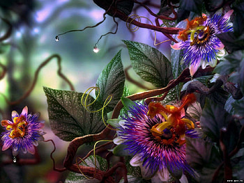 Bea_tiful, beautiful, nature, flower HD wallpaper