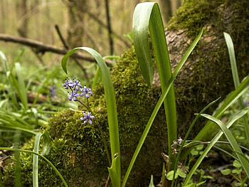 Plants, Grass HD wallpaper