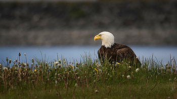 Bald Eagle, shore, river, flowers, dandelions, bird HD wallpaper