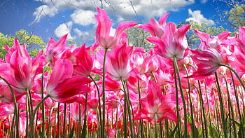 Pink Tulips, clouds, sky, blossoms, field HD wallpaper