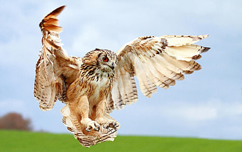 Animals, Birds, Owl HD wallpaper