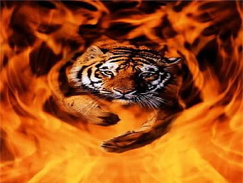Tiger, orange, fire HD wallpaper