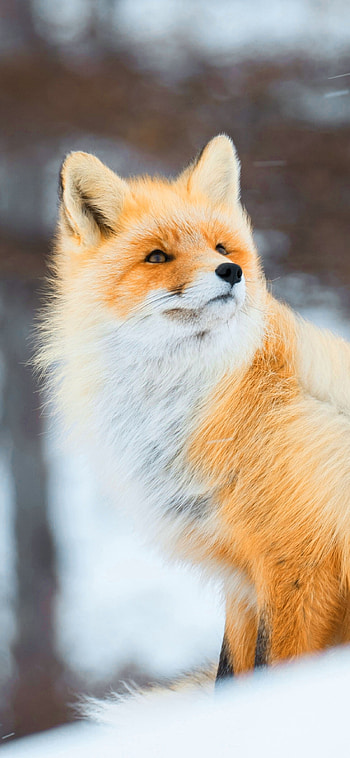 Captivating fox, Stunning , quality, Beautiful HD phone wallpaper
