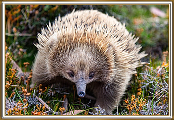 ECHIDNA, NATURE, CUTE HD wallpaper