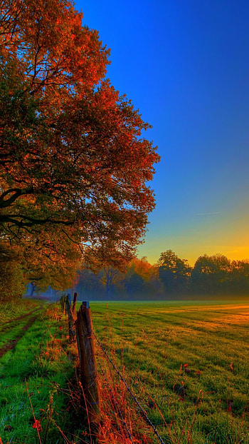 Latest, Tree HD phone wallpaper