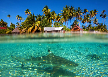Shark under the Lagoon South Pacific, island, blue, sand, tropical, shark, beach, reef, underwater, fish, islands, fiji, ocean, sea, exotic, snorkel, paradise, lagoon, south pacific, marine, rarotonga, polynesia HD wallpaper