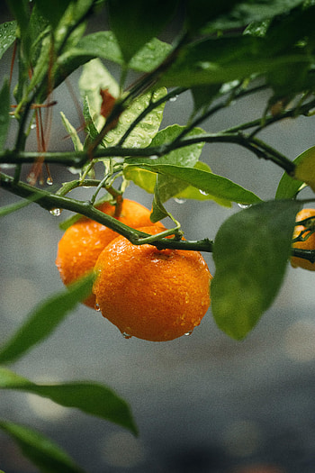 Oranges, Plant, Macro, Wet, Branches, Fruit HD phone wallpaper