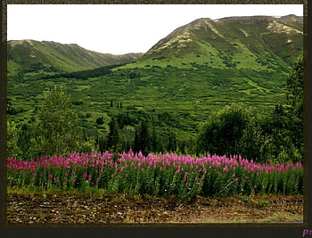 Fireweed road, nature, mountains HD wallpaper