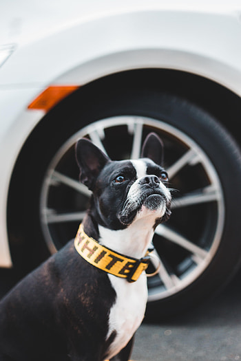 Animals, Dog, Pet, Sight, Opinion, Boston Terrier HD phone wallpaper