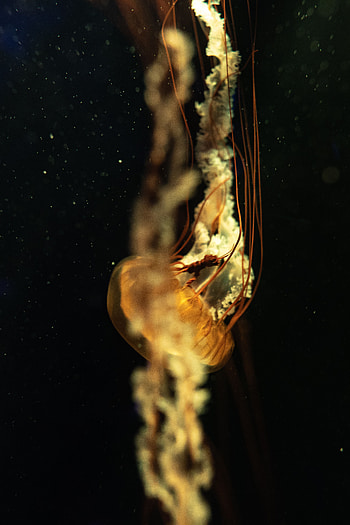 Animals, Jellyfish, Close-Up, Underwater World, Tentacles, Depth HD phone wallpaper
