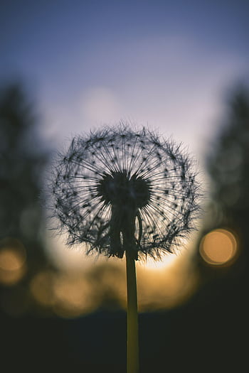 Artistic shot of a dandelion silhouette against a sunset sky. HD phone wallpaper