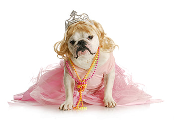 Funny dog, dog, animal, necklace, girl, dress, bulldog, puppy, pink, tiara, funny, caine HD wallpaper