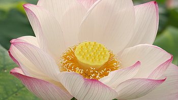 Lotus , High resolution HD wallpaper