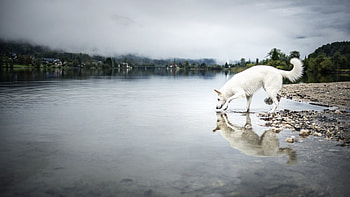 Swiss Sheperd, animal, dog, water HD wallpaper