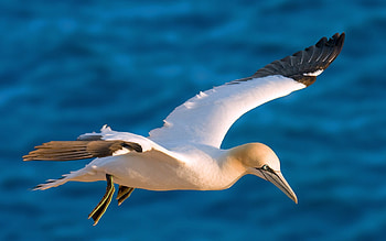 Northern Gannet, bird, water, northern, gannet HD wallpaper