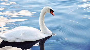 SWAN, WAVES, FEATHERS, WATER, WINGS HD wallpaper