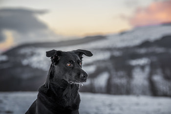Hunde Outdoor, RH nhund, Naturverbundene Haustiere, Aktive Begleiter HD wallpaper
