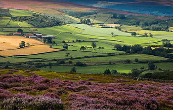 Yorkshire Moorland — Heather Hills & Patchwork Fields, Field, Natural Landscape, Hill HD wallpaper