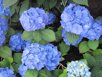 Hydrangea date with my Camera 20, Hydrangeas, blue, graphy, green, Flowers, garden HD wallpaper