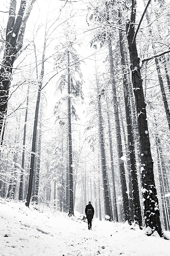 Winter, Snow, Miscellanea, Miscellaneous, Forest, Stroll, Human, Person, Loneliness HD phone wallpaper