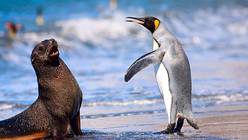 Fur seal, Penguins HD wallpaper