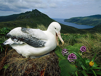 Flowers for Albatross, bird, field, albatross, nature, flowers HD wallpaper