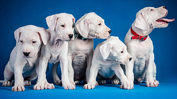 *** Puppies ***, animal, dog, animals, dogs, puppies HD wallpaper