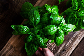 Grow basil outdoors, In a pot, Basil plant, Food HD wallpaper