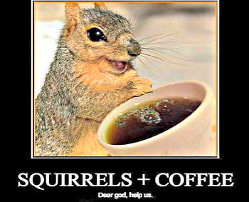 Squirrels and Coffee _God Help Us, Animals, Coffee, Funny, Squirrels, Cup, Eyes, Cute HD wallpaper