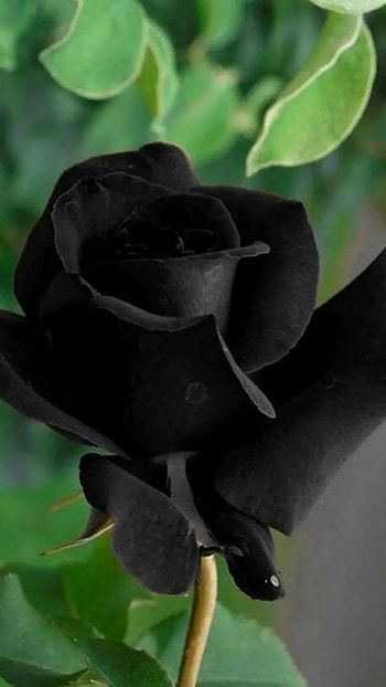 Black Rose, Dark, Rose HD phone wallpaper