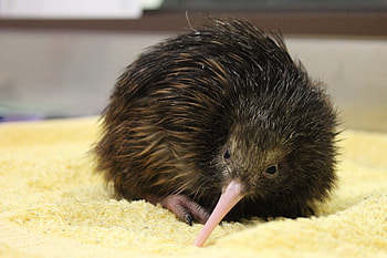 Inside a kiwi nursery, Pkaha National Wildlife Centre HD wallpaper
