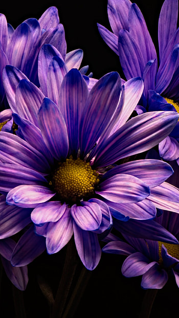 Violet chrysanthemum, U, Stunning flower, Nature HD phone wallpaper