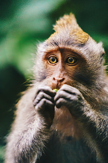Animals, Monkey, Sight, Opinion, Animal HD phone wallpaper
