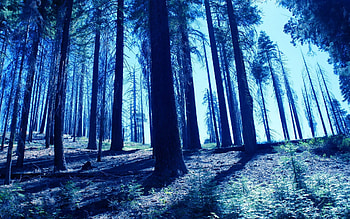 Cedar Tree, Blue forest , Nature's tranquility, Peaceful scenes HD wallpaper