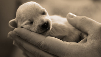 Precious Moments., dog, sweet, graphy, hands, cute, sleeping, puppy, animals, asleep HD wallpaper