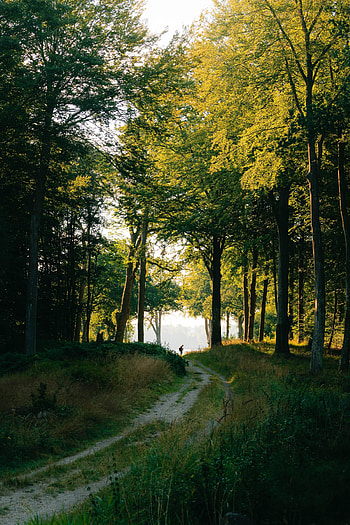Nature, Trees, Silhouette, Forest, Path, Human, Person HD phone wallpaper