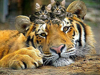 :), tiger, big cat, cute, tigru, cat, animal, kitten, sweet, pisici, face HD wallpaper